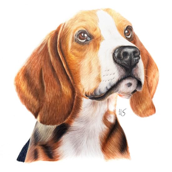 Portrait de chien beagle aux crayons de couleur par Laurie Sénacq