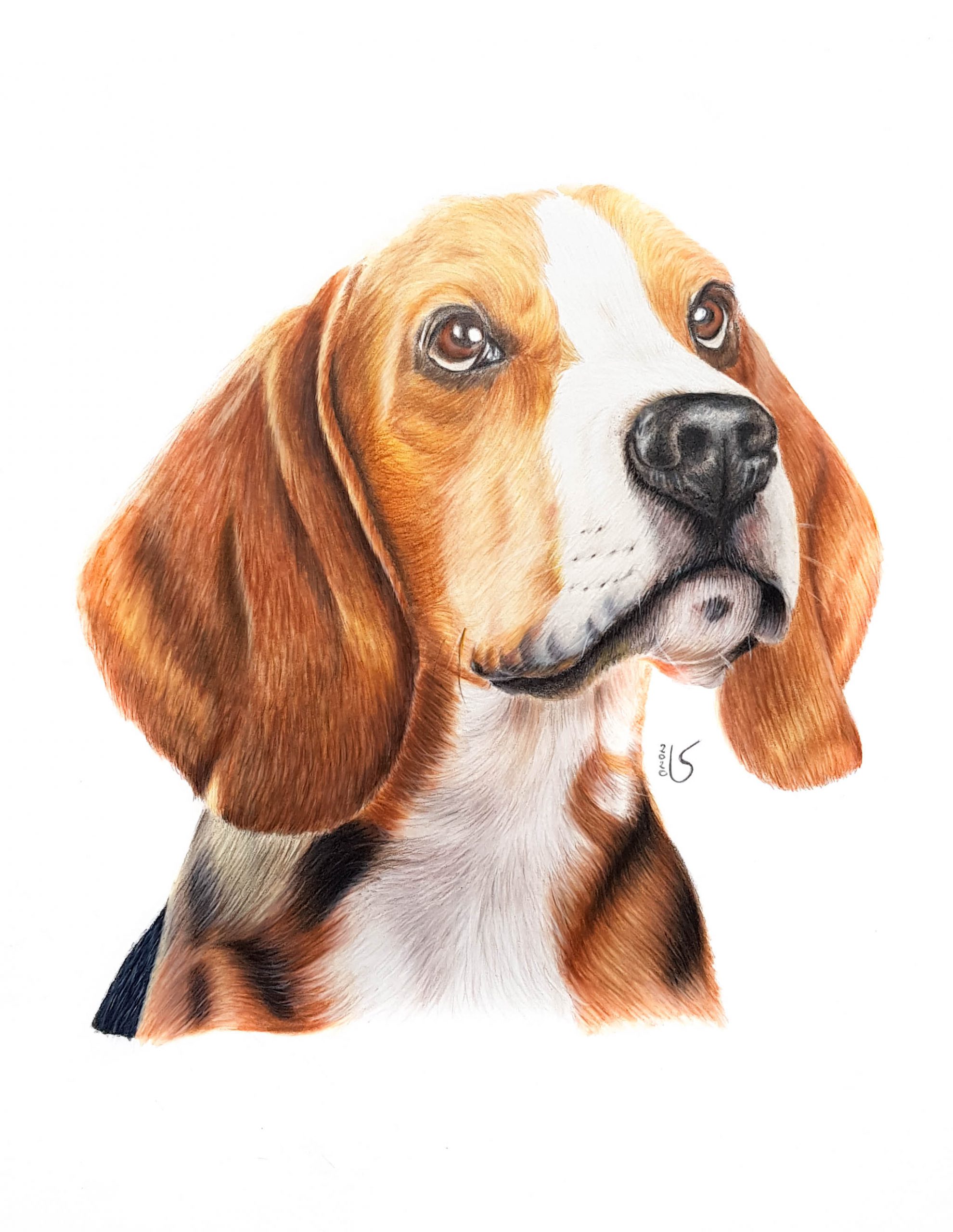 Portrait de chien beagle aux crayons de couleur par Laurie Sénacq