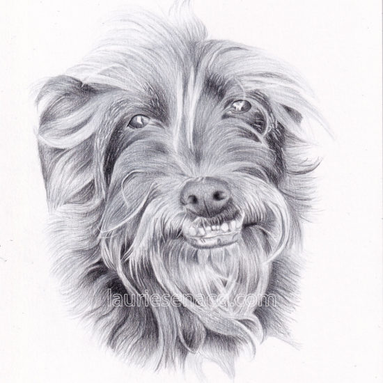 Portrait du chien Vinyl par l'artiste Laurie Sénacq
