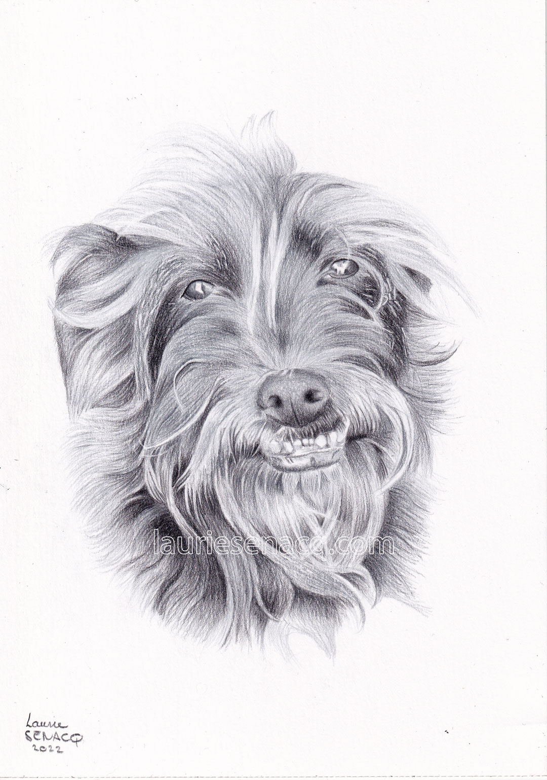Portrait du chien Vinyl par l'artiste Laurie Sénacq