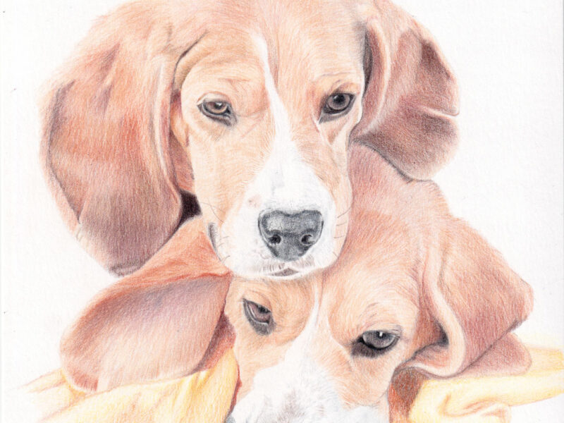 Portrait de chiens beagle aux crayons de couleur par l'artiste Laurie Sénacq