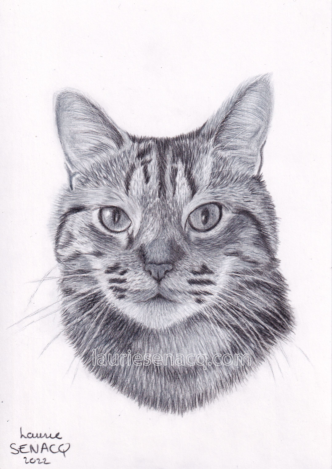 Portrait du chat Happy au crayon réalisé par l'artiste Laurie Sénacq