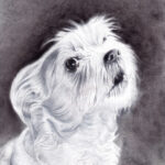 portrait du chien Coocky par l'artiste Laurie Sénacq