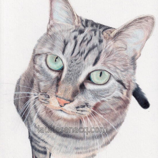 Portrait de chat réaliste aux crayons de couleur par l'artiste Laurie Sénacq