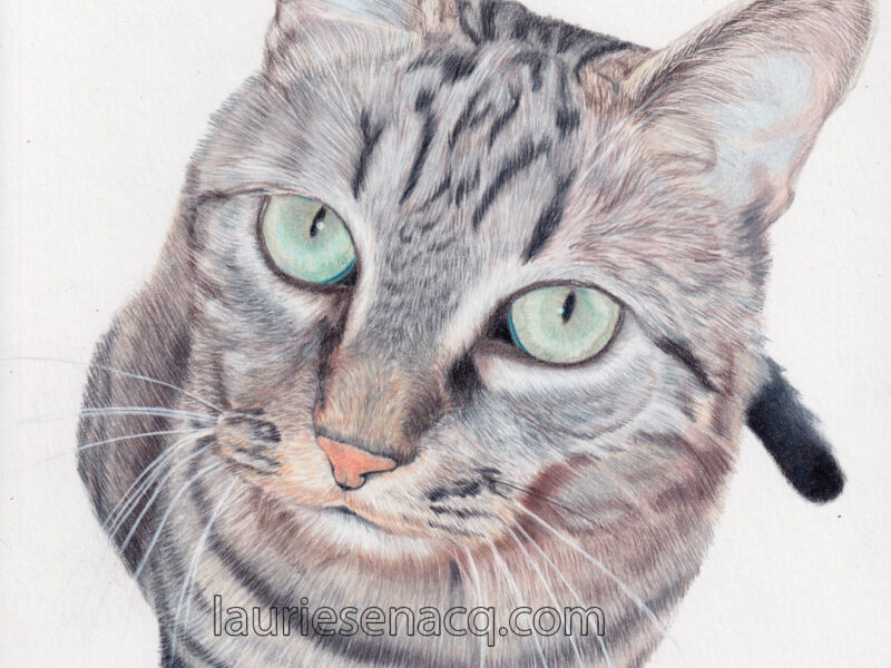 Portrait de chat réaliste aux crayons de couleur par l'artiste Laurie Sénacq