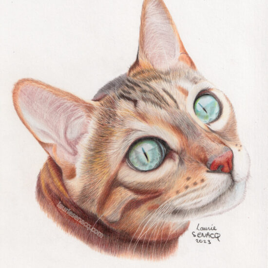 Portrait de chat réaliste aux crayons de couleur par l'artiste Laurie Sénacq