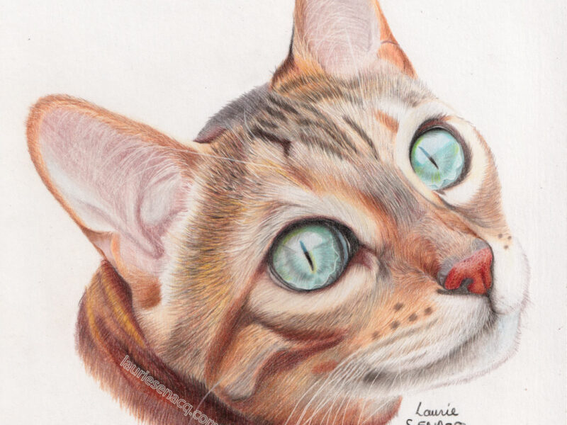 Portrait de chat réaliste aux crayons de couleur par l'artiste Laurie Sénacq