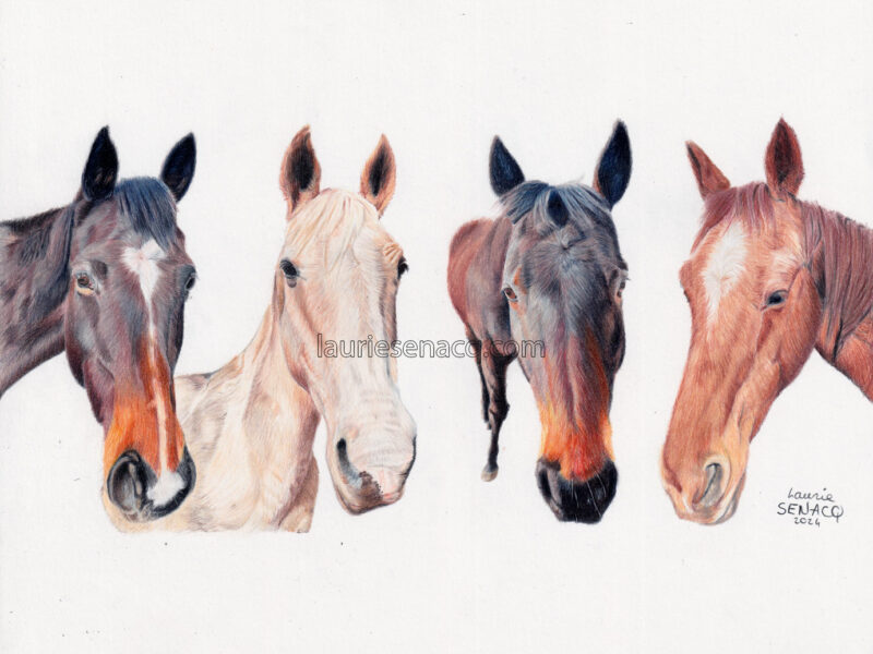 Portrait de 4 chevaux aux crayons de couleur réalisé par l'artiste Laurie Sénacq