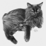 Portrait de chat noir au crayon