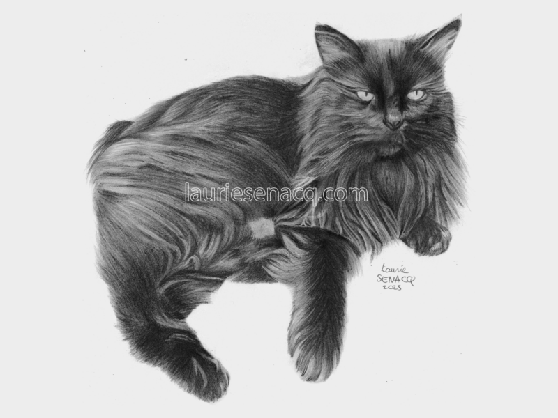 Portrait de chat noir au crayon