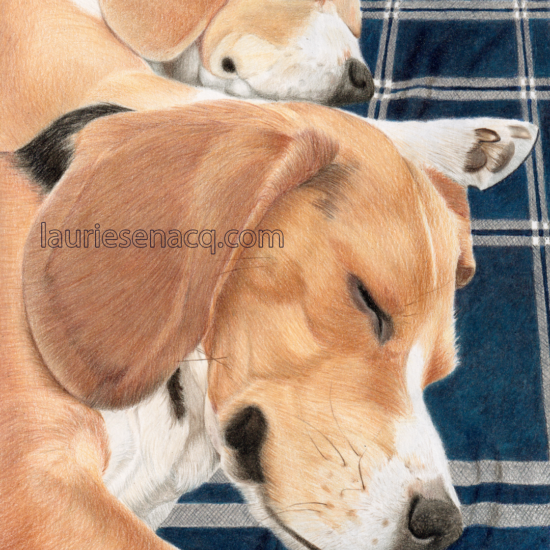 Dessin de chiens Beagle endormis aux crayon de couleur