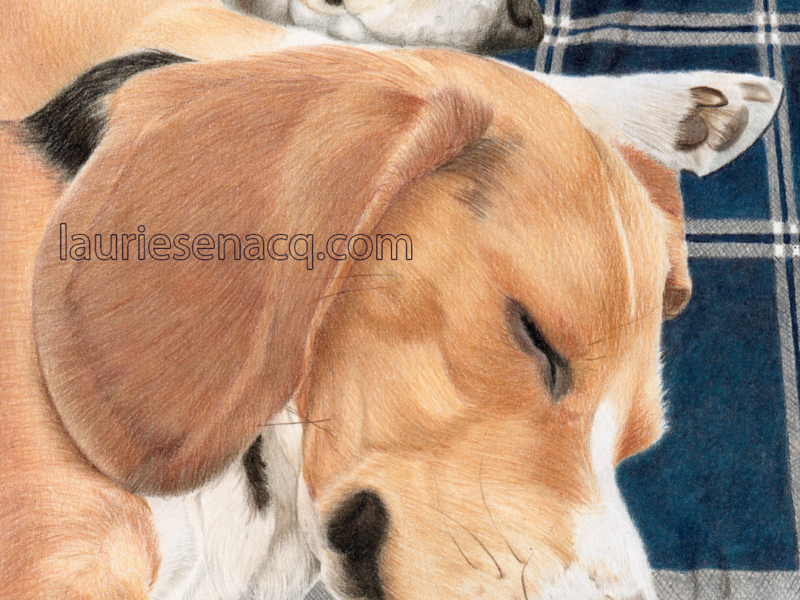 Dessin de chiens Beagle endormis aux crayon de couleur