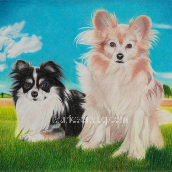 Portrait de chiens chihuahua à poil long Guizmo et épagneul papillon P'tit loup par l'artiste Laurie Sénacq