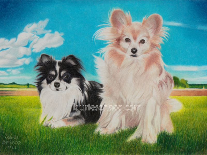 Portrait de chiens chihuahua à poil long Guizmo et épagneul papillon P'tit loup par l'artiste Laurie Sénacq