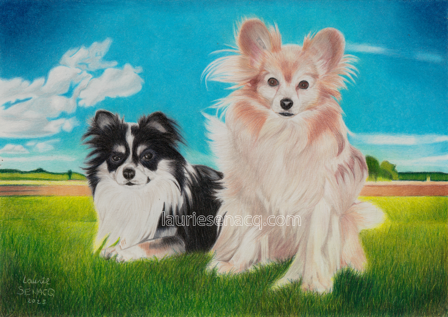 Portrait de chiens chihuahua à poil long Guizmo et épagneul papillon P'tit loup par l'artiste Laurie Sénacq