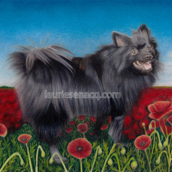 portrait de chien spitz allemand aux crayons de couleur par l'artiste Laurie Sénacq