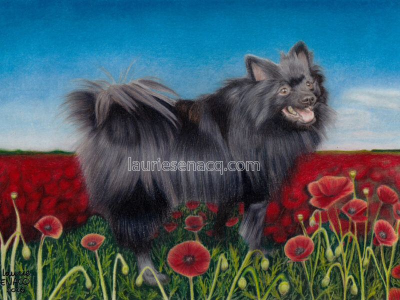 portrait de chien spitz allemand aux crayons de couleur par l'artiste Laurie Sénacq