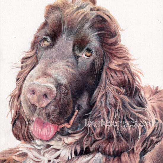 Portrait de chien cocker spaniel americain aux crayons de couleur par l'artiste Laurie Sénacq