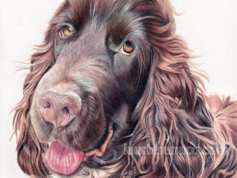 Portrait de chien cocker spaniel americain aux crayons de couleur par l'artiste Laurie Sénacq